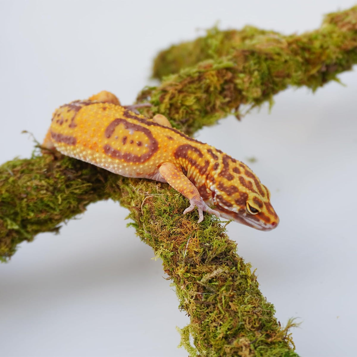 Leopard Gecko Tank Accessories, Adjustable Climbing Toys Supplies, Terrarium Habitat Decor