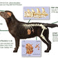 The Gift For Life Canine: Champion Your Dog's Health Journey!