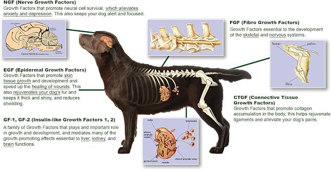 The Gift For Life Canine: Champion Your Dog's Health Journey!