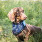 Back on Track Cool on Track Cooling Dog Bandana (X-Large)