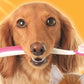 Arm & Hammer Tartar Control Dog Dental Kit, Beef Flavor, 3-Piece
