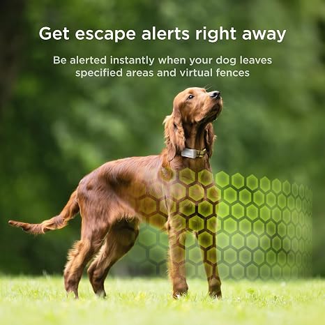 Petcube GPS Tracker for Dogs – Real-Time GPS Tracking