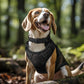 Joytale Reflective Dog Collar, Adjustable Neoprene Padded, Black L