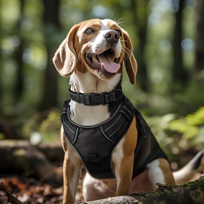 Joytale Reflective Dog Collar, Adjustable Neoprene Padded, Black L