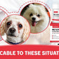 Pet Tear Stain Removal Powder - Natural And Gentle Formula, Eye And Fur Care, Tear Stain Removal And Brightening, An Essential Product For Pet Eye Cleaning.