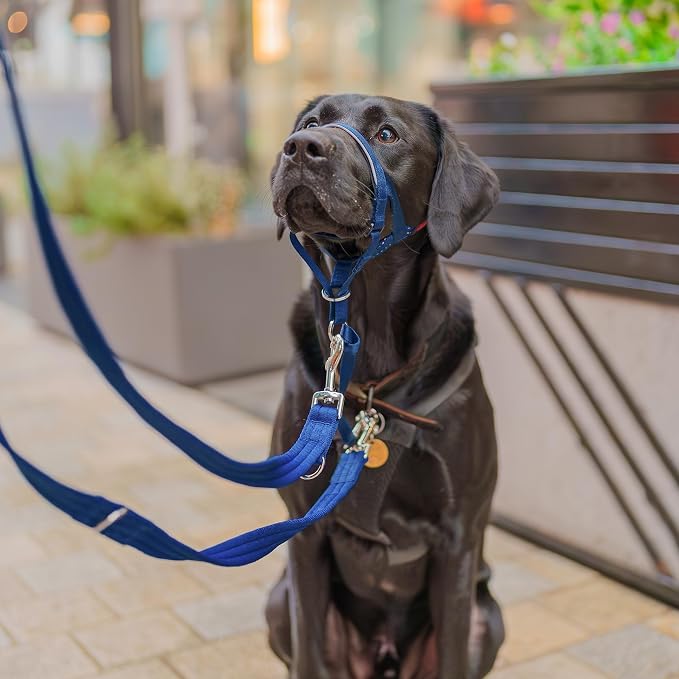 Halti Headcollar | Size 3, Cobalt Blue | Training Collar for Medium Dogs