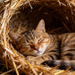 Natural Straw Bale for Cat Shelter – 8"x8"x8"Soft & Dry Straw Bedding for Cats, Feral Cats & Small Animals | Decorative Hay Bale for Outdoor Use, Farm Décor, Garden Straw & Pet Bedding (1)