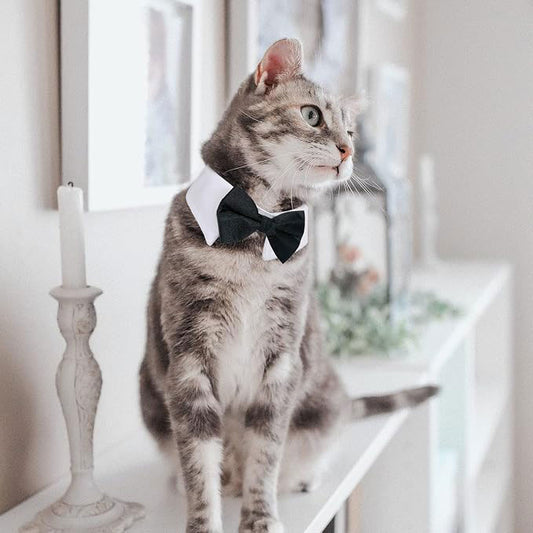 Pet Bowtie and Necktie Set with Adjustable Tuxedo Collar, Pack of 2 Pet Accessories Costume for Small Medium Cat and Dogs (Black)
